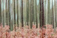 Dennenbos in de herfst