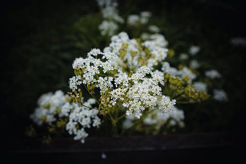 Whistlewort in Friesland