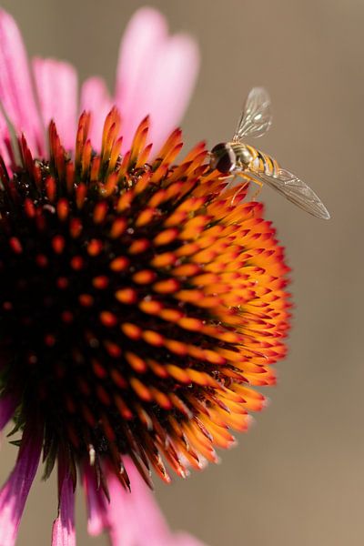Wilde bij op Zonnehoed (Echinacea) II van Arthur van der Zwan