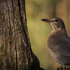 Blackbird in the last sunlight. von Eefje Proost