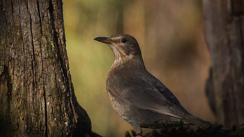 Merel in het laaste zonlicht. von Eefje Proost