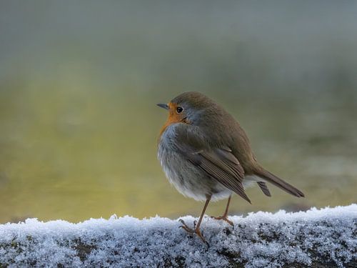 Robin dans la neige sur Ilona Hogers