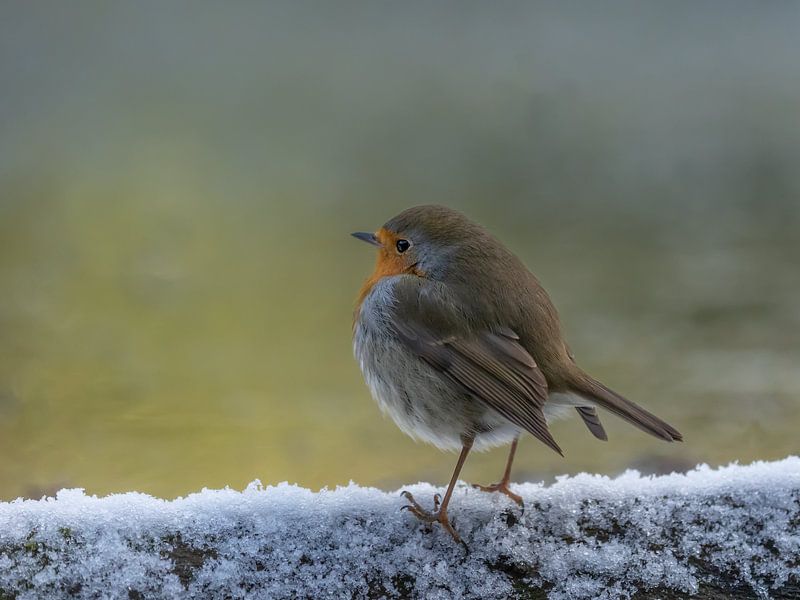 Robin in the snow by Ilona Hogers