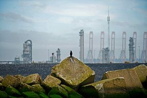 Maasvlakte mit Vogel