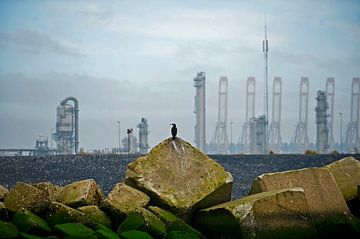 Maasvlakte avec oiseau sur Blond Beeld