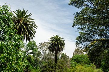 Bos en park (Australië) van Corrie Post