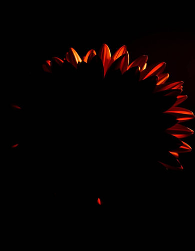 „Ember Chrysanthemum IV“