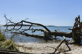 Plage naturelle au Goor, Lauterbach sur l'île de Rügen sur GH Foto & Artdesign