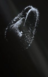 Mohnblüte by Silke Reimann