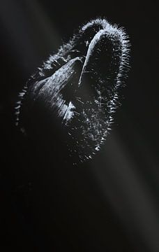 Mohnblüte by Silke Reimann