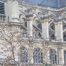 L'Église, la Magnolia, Paris by Ingrid de Vos - Boom