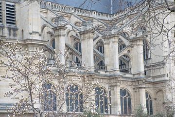 L'Église, la Magnolia, Paris van Ingrid de Vos - Boom