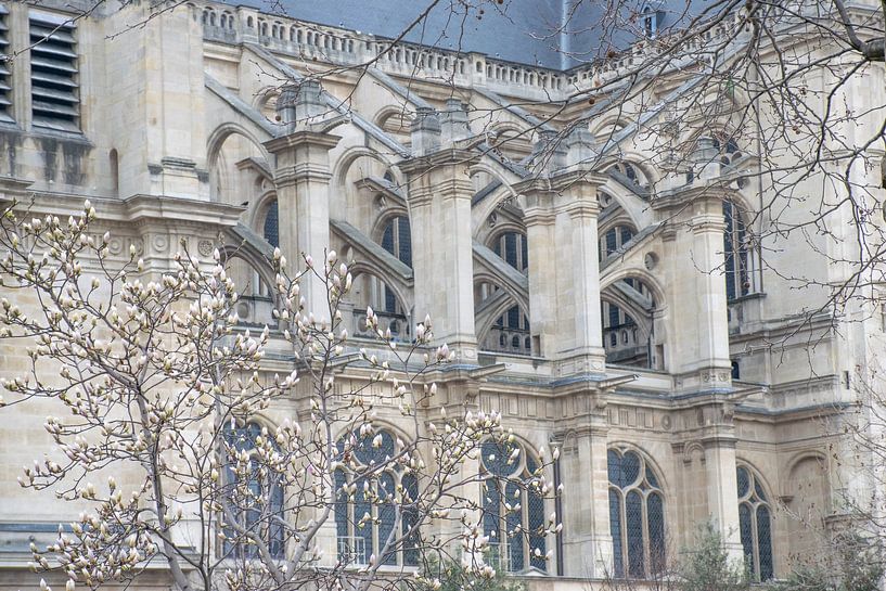 L'Église, la Magnolia, Paris by Ingrid de Vos - Boom