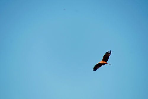 roofvogel  zoekend in de lucht