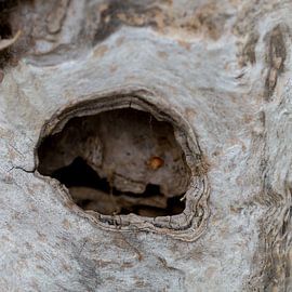 In the eye of the beholder by Struinkunst