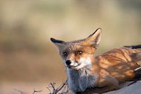 Fuchs schließt bei Sonnenuntergang die Augen