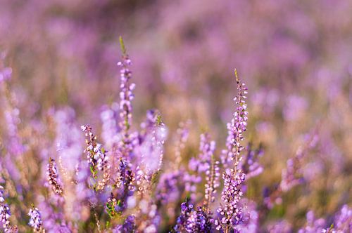 Blooming heather