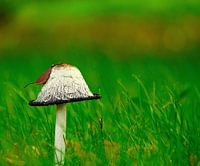 Champignon dans l'herbe