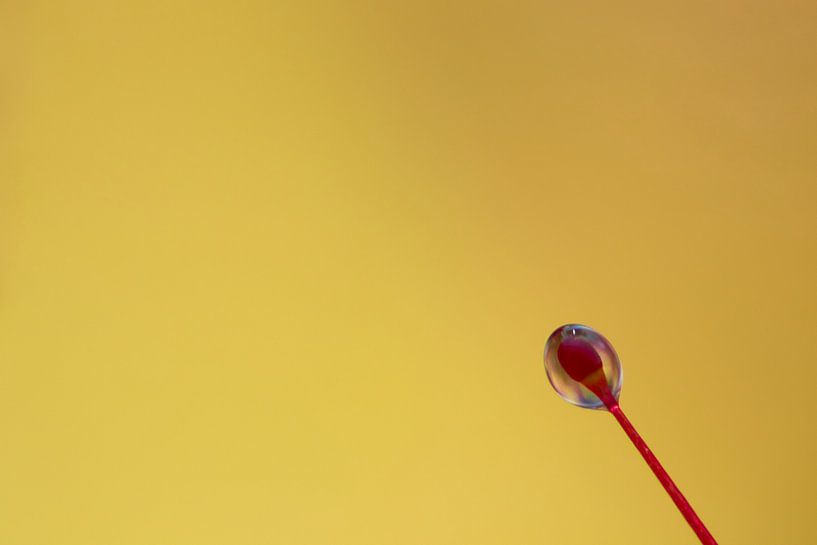 Image minimaliste du rossolis par Anne Ponsen