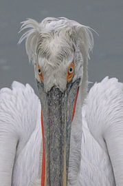 Schmelztiegel Pelikan 3 von Van Karin Fotografie