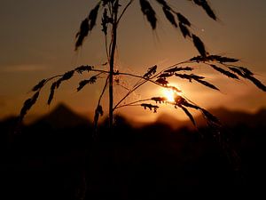 Riet pluimen tijdens golden hour