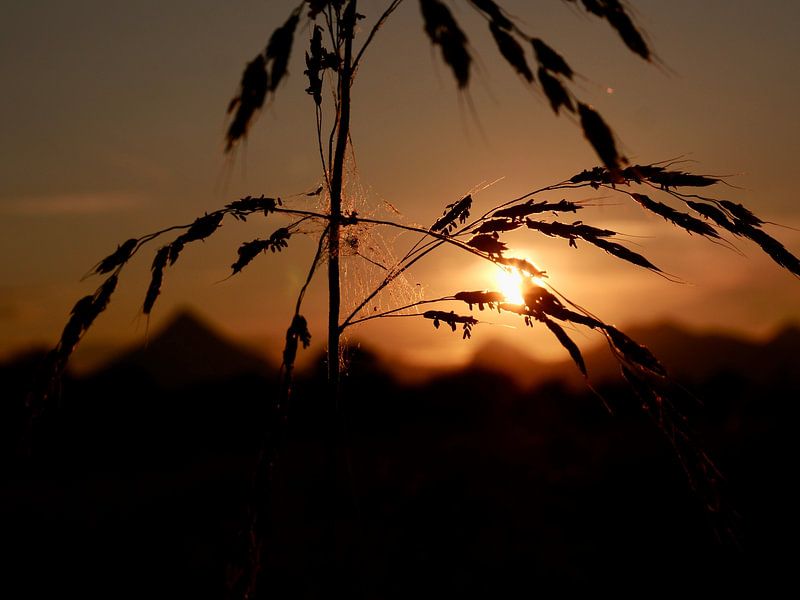Reed plumes during golden hour by Judith van Wijk