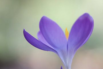 Gros plan sur les étamines d'un crocus sur Astrid Brouwers