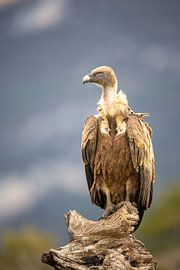 Gänsegeier von Günther Ebner