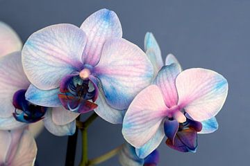 Gros plan d'une orchidée rose lilas sur fond bleu clair
