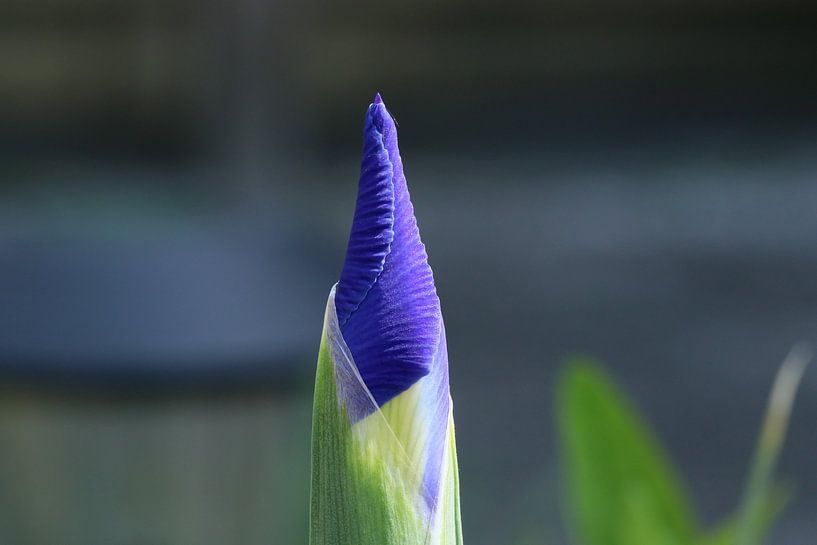 Bloem von t de bruin