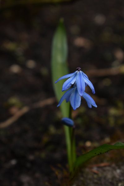 The protector of flowers by Highthorn Photography