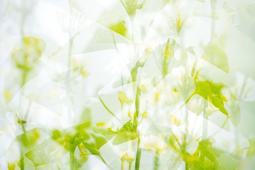 Abstract flowers by Danny Slijfer Natuurfotografie