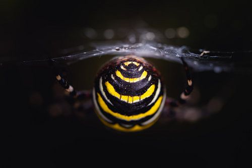 le beau dos de l'araignée-guêpe sur Wendy Van Oenen