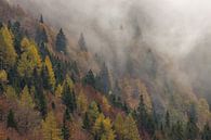 Foggy morning in the Julian Alps of Slovenia by Gunther Cleemput thumbnail