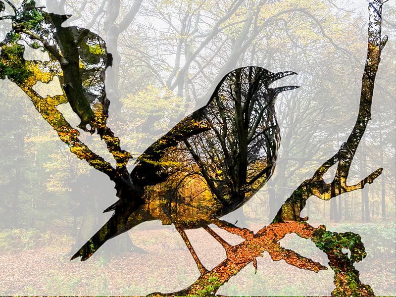 Singdrossel Herbstwald von Ab Wisselink