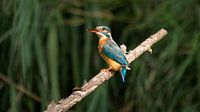 Common Kingfisher.