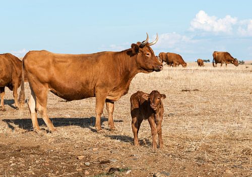 Cows in alentejo field