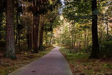 Waldwege 2 - Herbst in Hoenderloo von Deborah de Meijer