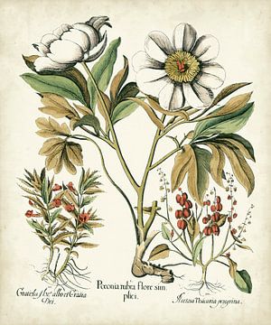 Basilius Besler,Iv Iv Iv pivoines