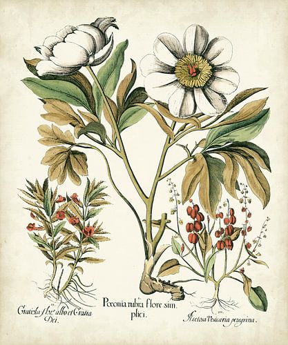 Basilius Besler,Iv Iv Iv pivoines