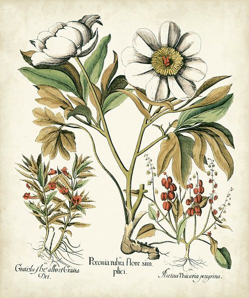 Basilius Besler,Iv Iv. by finemasterpiece