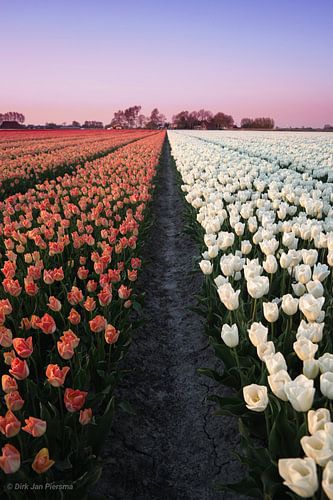 Orange and White Dynasty tulips