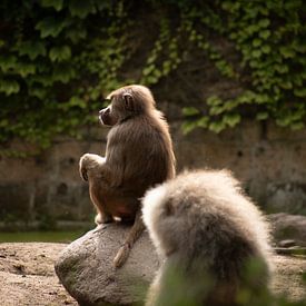 Monkey tricks by Kenji Elzerman