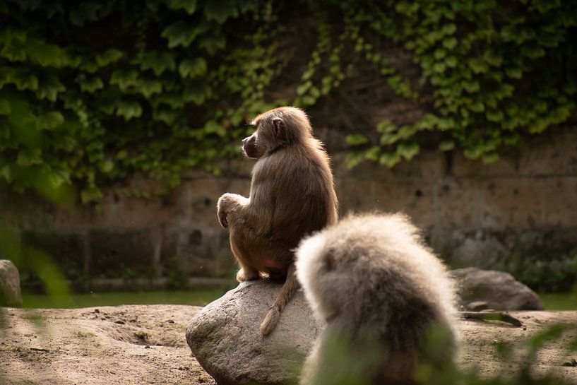 Tours de singe par Kenji Elzerman