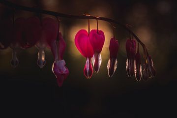 Bleeding heart flower van Sandra Hazes