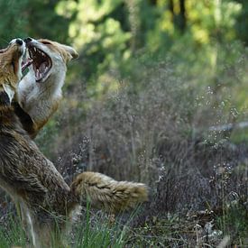 Vechtende vossen van Pieter Roos