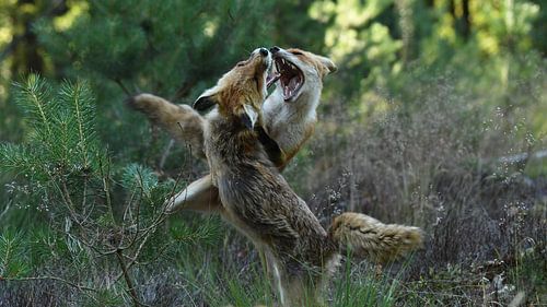 Combattre les renards