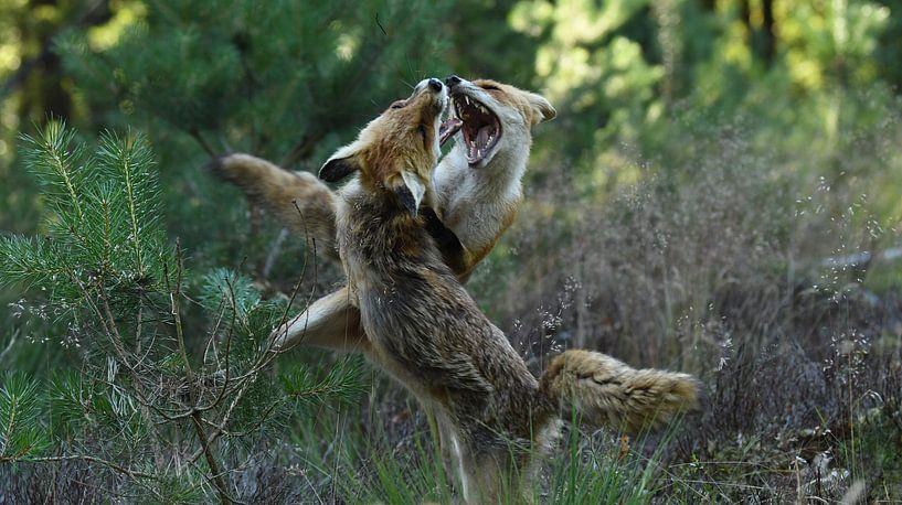 Fighting foxes by Pieter Roos
