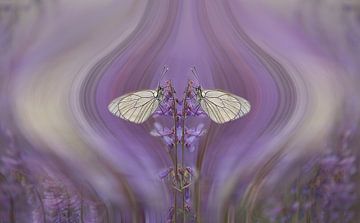 Double butterfly by Ina van Lambalgen