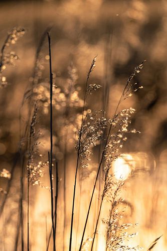 Park Lingezegen part 5